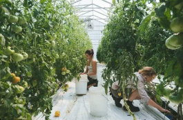 Advantages of greenhouse organic production
